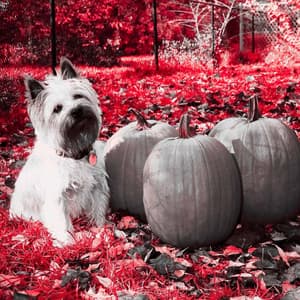 Thrilling Ambiance for Doggy Radio - Jazz for Dogs