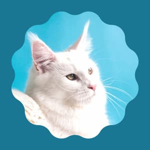 Music for Chilly Cats - Cat Music Hour