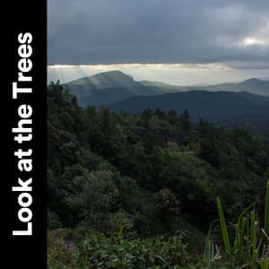 Look At the Trees - Weather Sounds