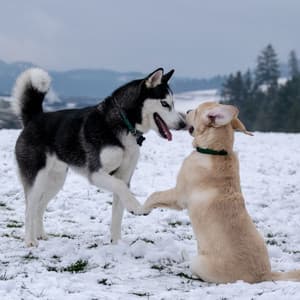 Trumpet and Alto Saxophone - Music for Mans Best Friend - Music For Your Dog