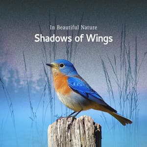 Shadows of Wings - In Beautiful Nature