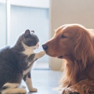 Harmony Melodies for Pets' Comfort - Peaceful Music Moments