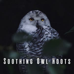 Soothing Owl Hoots - The Real Animal relaxer