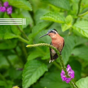 Geräusche Von Singenden Vögeln - Vogelstimmen Welt