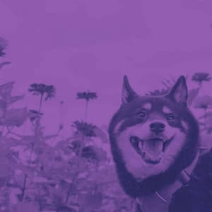 Ambiance for Jazzy Chill Dogs - Relaxing Music for Dogs