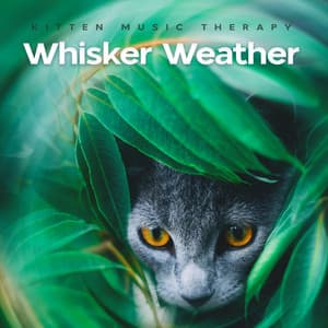 Whisker Weather - Kitten Music Therapy