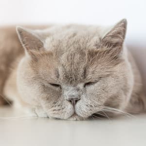 Soothing Whiskers: Harmonious Meditation Cat Bliss Soundscape - Cat Relaxation