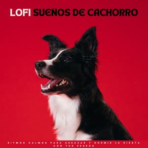 Lofi Sueños De Cachorros: Ritmos Calmos Para Abrazar Y Dormir La Siesta Con Tus Perros - Vibraciones lofi