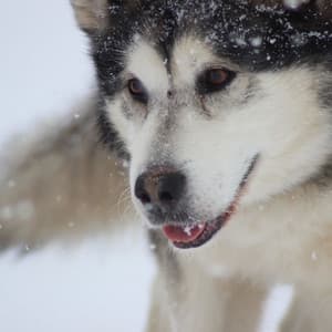 Ambiance for Calming Your Dog - Relaxing Dog Music Society