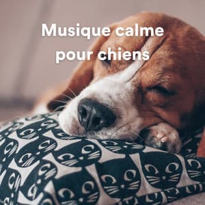 Musique calme pour chiens - Music for Dog's Ears