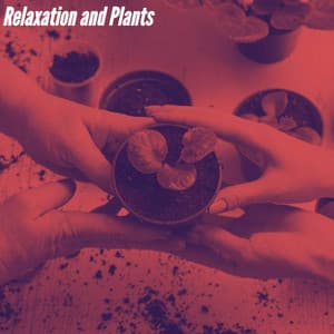 Relaxation and Plants - Musica per la Colazione