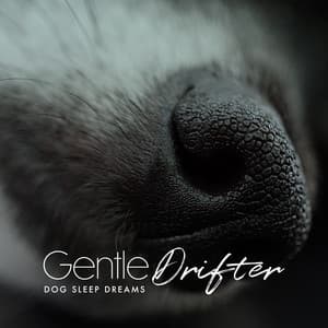 Gentle Drifter - Dog Sleep Dreams