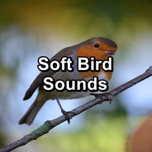 Soft Bird Sounds - Nature Bird Sounds