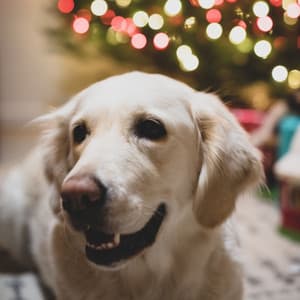 Backdrop for Puppy Moments - Sleeptime for Dogs