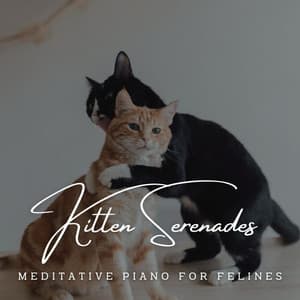 Kitten Serenades: Meditative Piano for Felines - Mellow Melodies