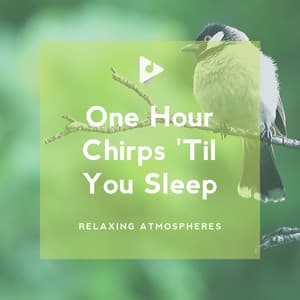 1 Hour Chirps 'Til You Sleep - Relaxing Atmospheres