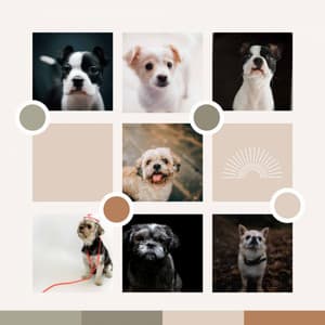 Cute - Cozy Dogs - Good Dog Music