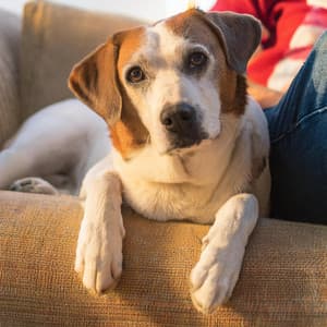 Confort De Piano: Música Relajante Para Mascotas - Tortuga de piano soñolienta