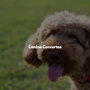 Canine Concertos - Chillout Jazz Deluxe