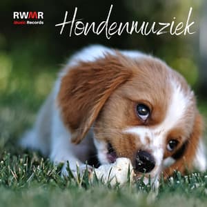 Hondenmuziek - Kalmerende melodieën voor puppy's, diepe ontspanning, pianomuziek, antistressliedjes, slaaptherapie - RW Anti-angstmuziek