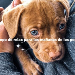 Tiempo de relax para las mañanas de los perros - Deluxe Elevator Music