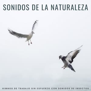 Sonidos De La Naturaleza: Himnos De Trabajo Sin Esfuerzo Con Sonidos De Insectos - Televisión de la naturaleza