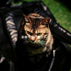 音楽で猫に愛される - Música para Cafeterías