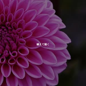 植えて描く - Brazilian Jazz Lounge