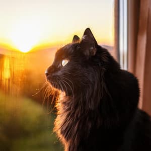 Ritmos Felinos: Hip Hop Suave Para Gatos Geniales - Sonidos Manifestados