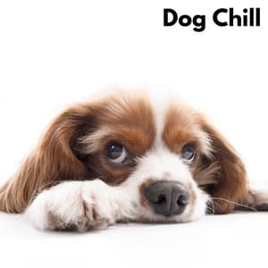 Dog Chill - Loopable, No Fade - RW Anti-angstmuziek