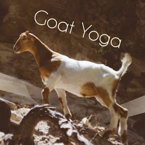 Goat Yoga: Best Background Yoga Music for Goat Yoga Classes - Mindfulness Mind Body Space