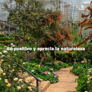 Sé positivo y aprecia la naturaleza - Cafe Jazz Classics