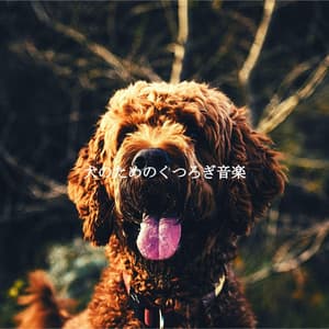 犬のためのくつろぎ音楽 - Coffee Lounge Instrumental Jazz