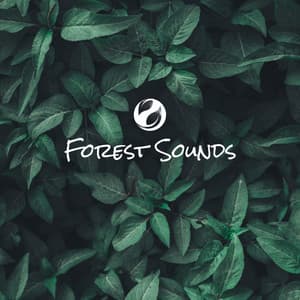 November Sounds Of The Forest - Forest Sounds