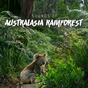 Sounds of Australasia Rainforest - Nature Sound Series