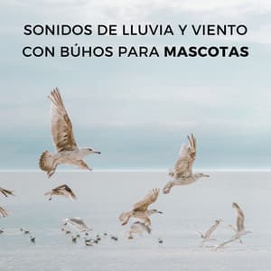 Sonidos De Lluvia Y Viento Con Búhos Para Mascotas - Lluvia en el Bosque