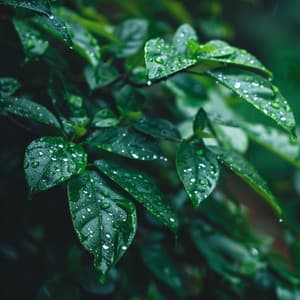 Música Con Sonidos Suaves Para La Comodidad De Los Gatos - Lista de reproducción para relajarse durante la noche