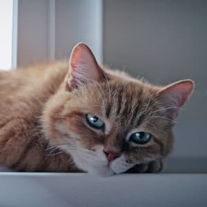 Melodies of Feline Serenity: Gentle Brown Noise for Peaceful Cats - Brown Noise Therapy