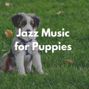 Jazz Music for Puppies - Hundemusik