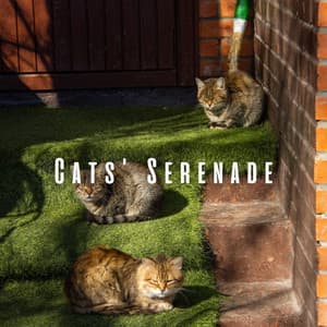 Cats' Serenade: Ambient Music and Purrs - Ambient Music Collective