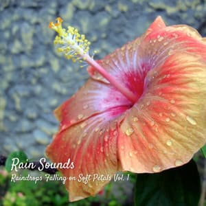 Rain Sounds: Raindrops Falling on Soft Petals Vol. 1 - Rain Hive