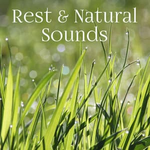 Rest & Natural Sounds – Relaxation Melodies, Anti Stress Music, Spiritual Healing, Deep Meditation - The Calming Sounds Of Nature