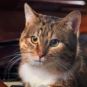 Patas Juguetonas: Gatos Y Música De Orquesta - Bertie Lambert