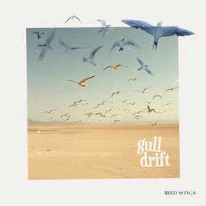 Gull Drift - Bird Songs