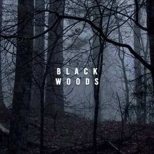 Black Woods - Rain Sounds Nature Collection
