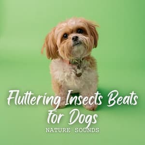Nature Sounds: Fluttering Insects Beats for Dogs - Nature Sounds Research