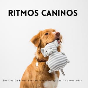 Melodías Suaves: Sonidos De Piano Para Mascotas Relajadas Y Contentadas - Animales de piano