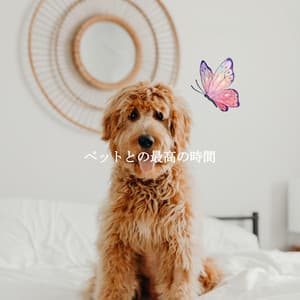 ペットとの最高の時間 - Soft Jazz Romance