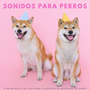 Sonidos Para Perros: La Mejor Música De Lluvia Para La Ansiedad De Separación De Perros - Cascada de Lluvia