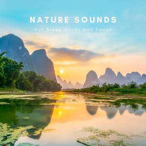 Nature Sounds for Sleep Study and Focus - Zen Sounds